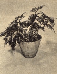 Begonia serratipetala