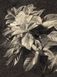 Gardenia