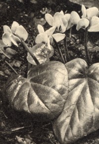 Freiland Alpenveilchen