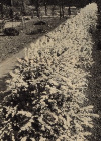Spiraea arguta