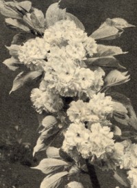 Japanische Bltenkirschen