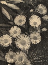 Erigeron