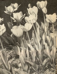 Tulpen