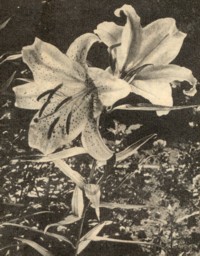 Lilium autatum