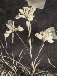 Iris hollandica