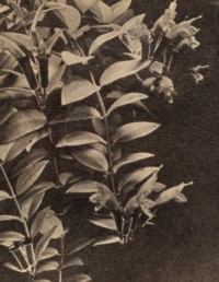 Aeschynanthus