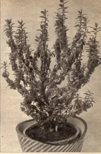 Acacia