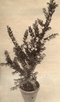 Acacia