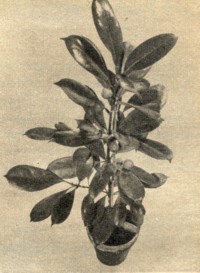 Ficus cyathistipula