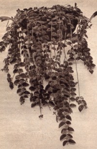 Columnea Ampel