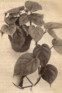 Philodendron scandens