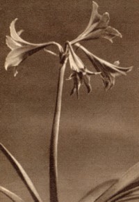 Amaryllis