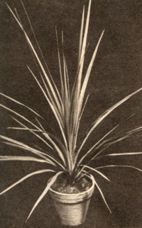 Cordyline australis