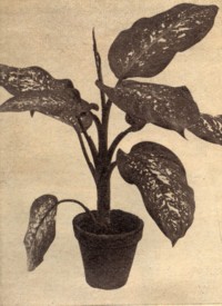 Dieffenbachia