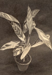 Ctenanthe oppenheimii