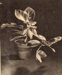 Juanulloa aurantiaca