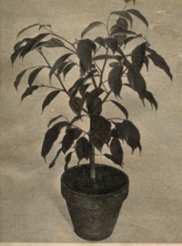 Ficus benjamini
