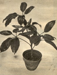 Schefflera