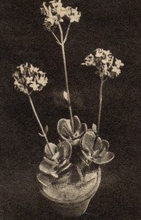 Kalanchoe