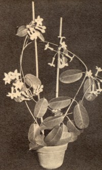 Stephanotis