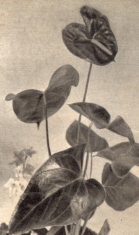 Anthurium