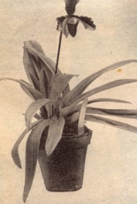 Frauenschuh - Orchidee