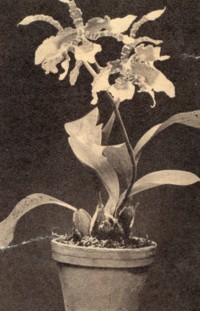 Odontoglossum grande
