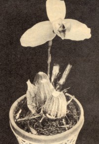Lycaste skinnerl