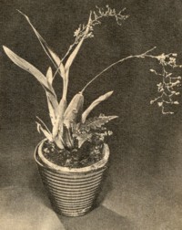 Oncidium ornithorrhynchum