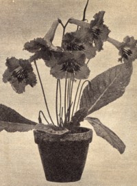 Streptocarpus