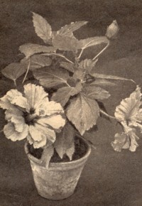 Hibiscus abelmoschus