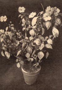 Das fleißige Lieschen