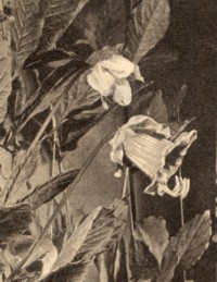 Cobaea scandens