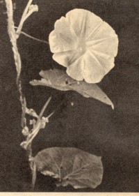 Ipomoea