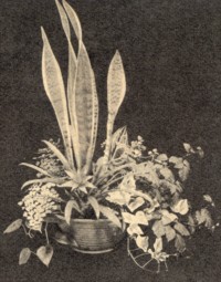 Schicksal einer Pflanzenschale