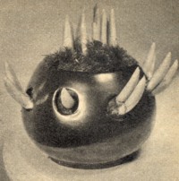 Der Krokus Wundertopf