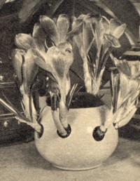 Der Krokus Wundertopf