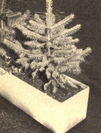 Der Balkonkasten im Winter