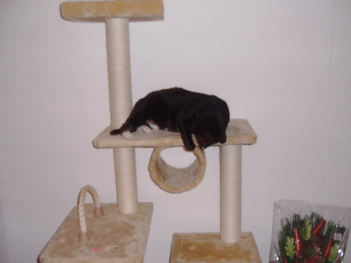 Na wer geht da schon wieder an mein Spielzeug ??